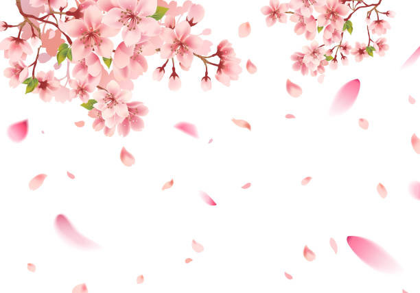 Detail Sakura Background Vector Nomer 6