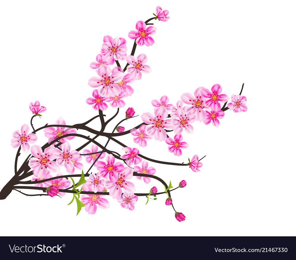 Detail Sakura Background Vector Nomer 49