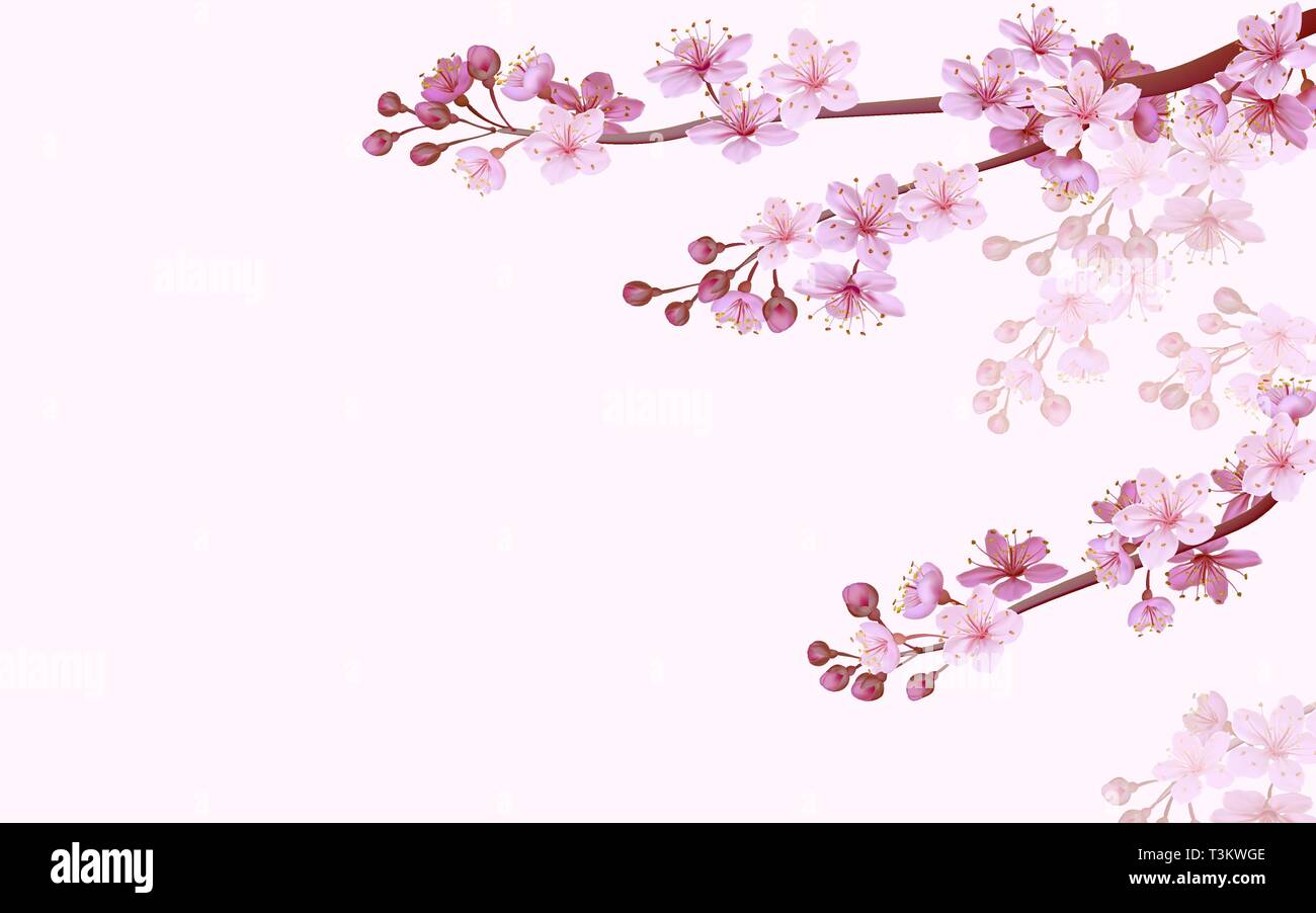 Detail Sakura Background Vector Nomer 56