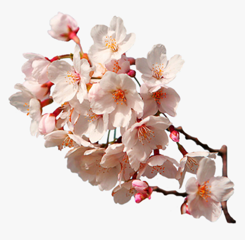 Detail Sakura Branch Png Nomer 53