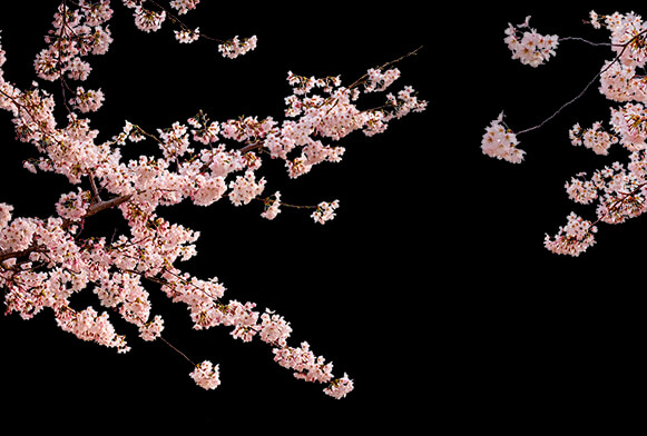 Detail Sakura Brush Photoshop Nomer 40