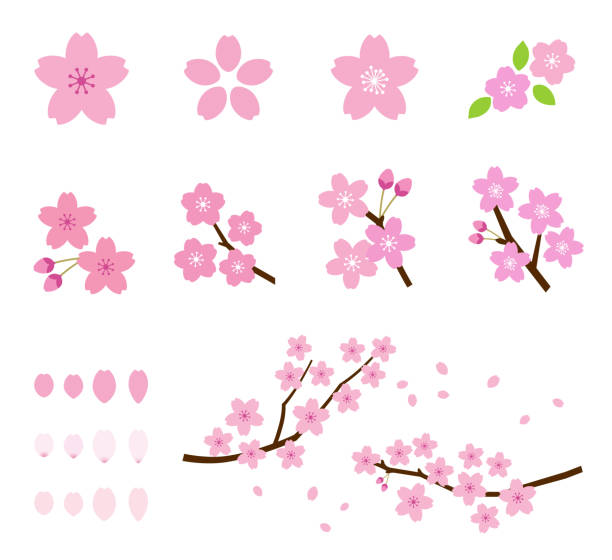 Detail Sakura Cartoon Nomer 25