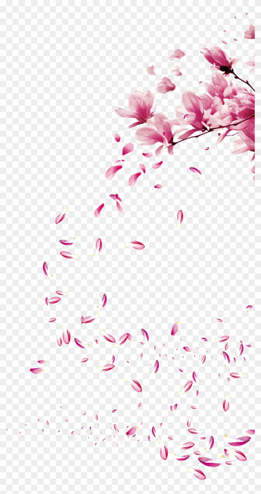 Detail Sakura Fall Png Nomer 56