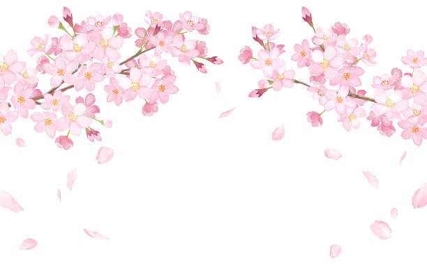 Detail Sakura Flower Clipart Nomer 33