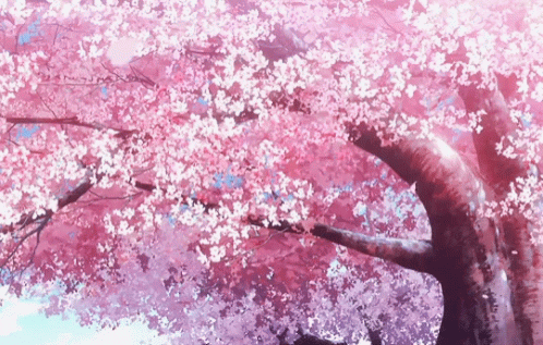 Detail Sakura Flower Gif Nomer 14