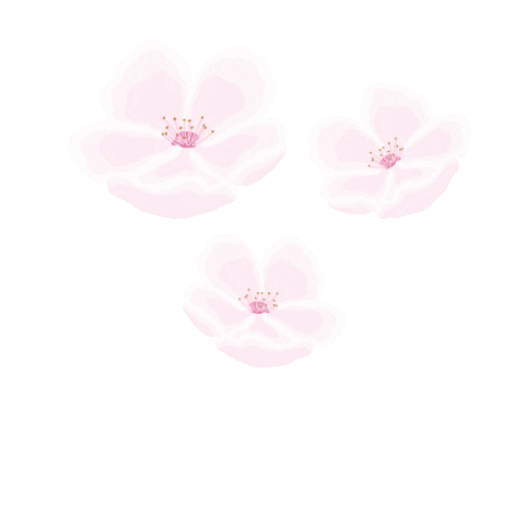 Detail Sakura Flower Gif Nomer 19