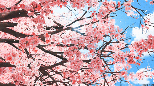Detail Sakura Flower Gif Nomer 30