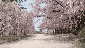 Detail Sakura Flower Gif Nomer 48