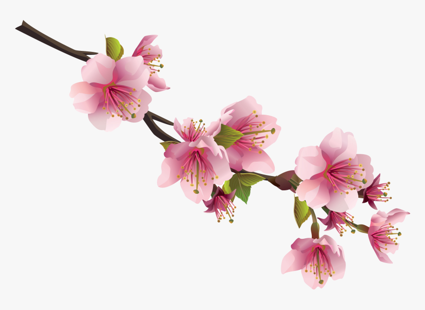 Detail Sakura Flower Png Nomer 13