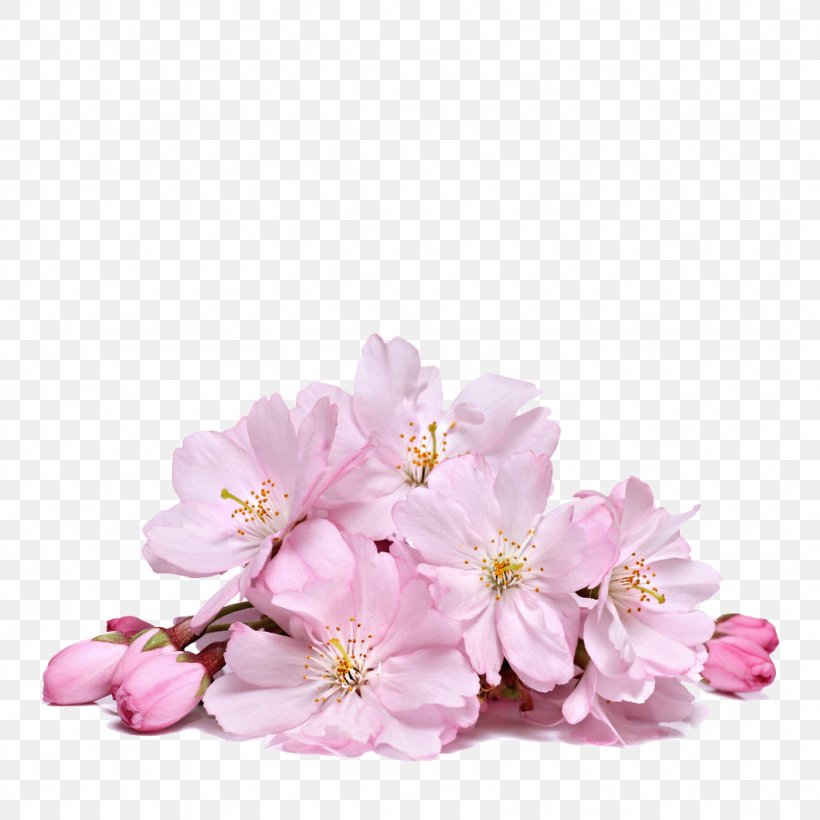 Detail Sakura Flower Png Nomer 17