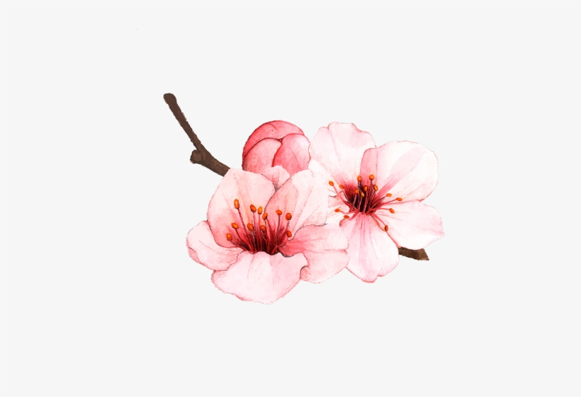 Download Sakura Flower Png Nomer 36