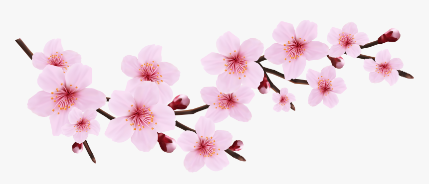Sakura Flower Transparent - KibrisPDR