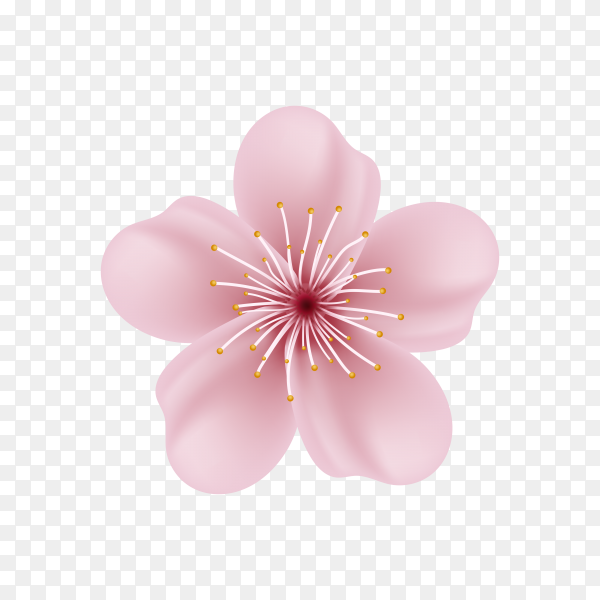 Detail Sakura Flower Transparent Nomer 11