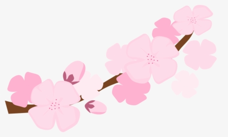 Detail Sakura Flower Transparent Nomer 19