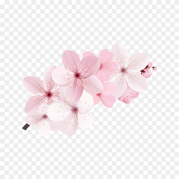 Detail Sakura Flower Transparent Nomer 3