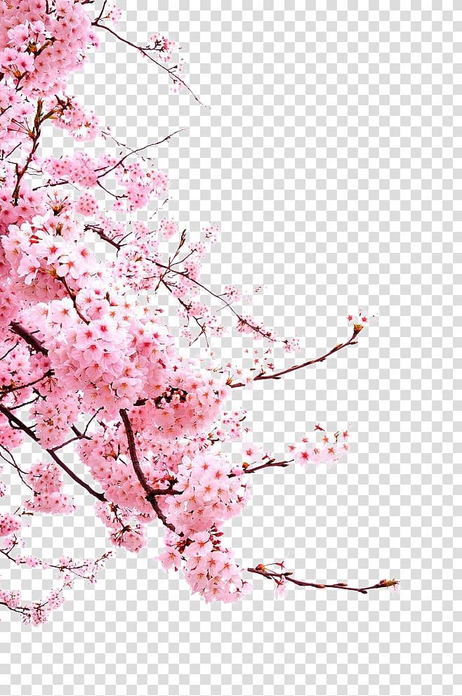 Detail Sakura Flower Transparent Nomer 33