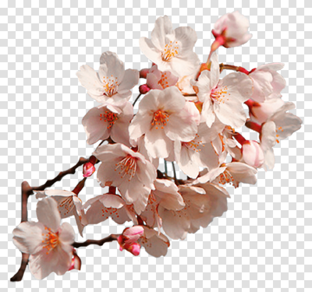 Detail Sakura Flower Transparent Nomer 36