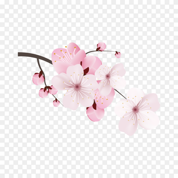 Detail Sakura Flower Transparent Nomer 5