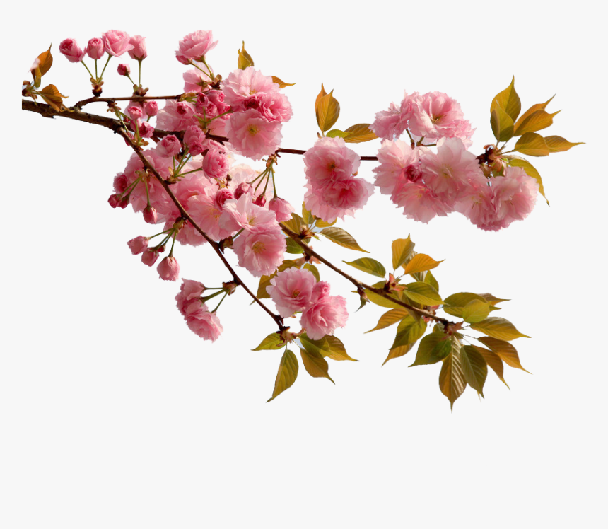 Detail Sakura Flower Transparent Nomer 54