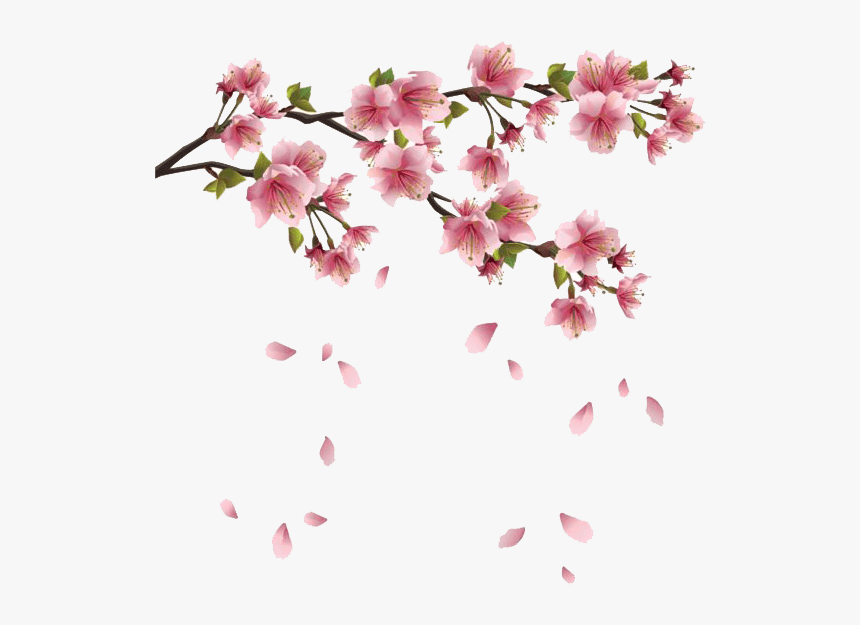 Detail Sakura Flower Transparent Nomer 9