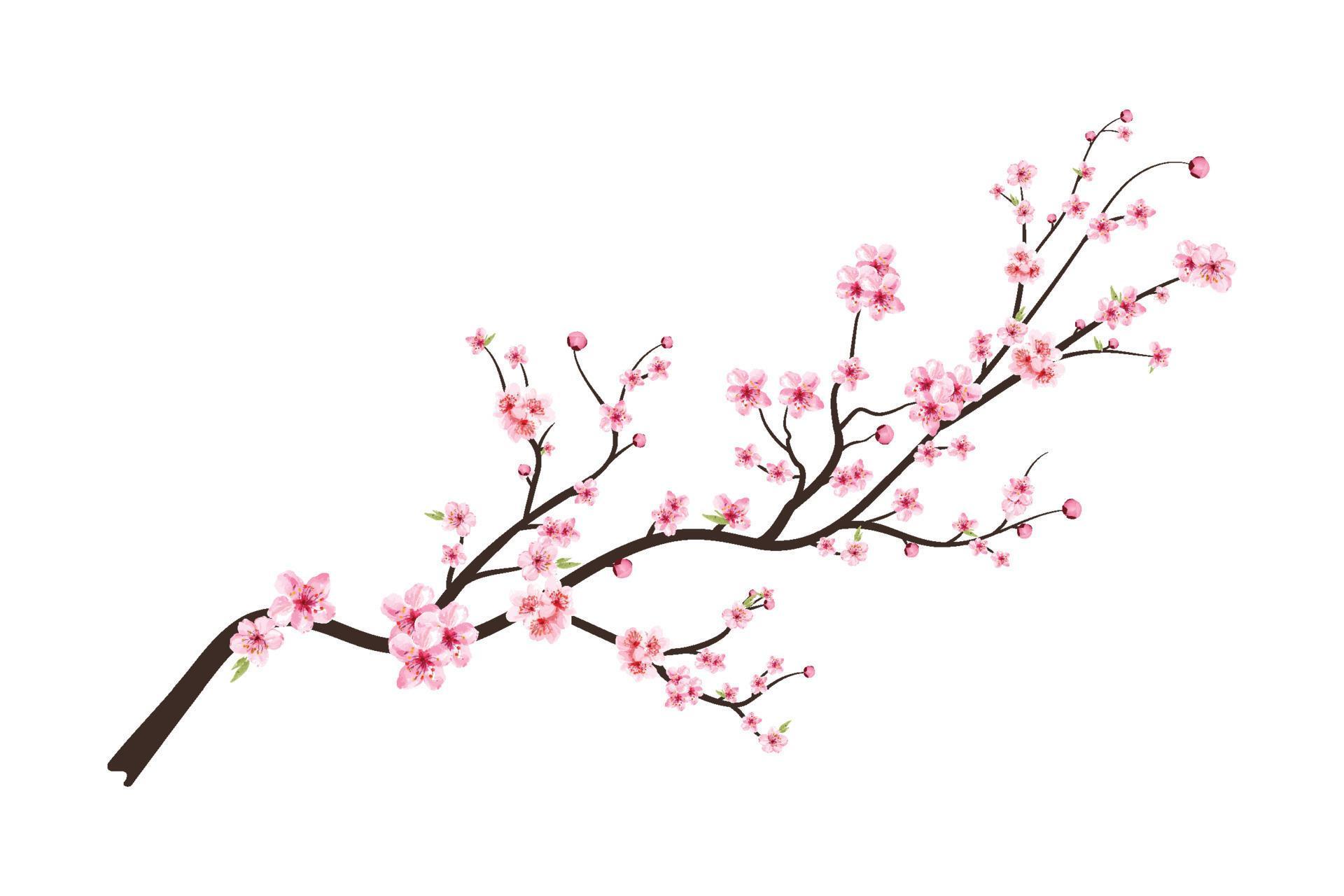 Detail Sakura Flower Vector Png Nomer 57