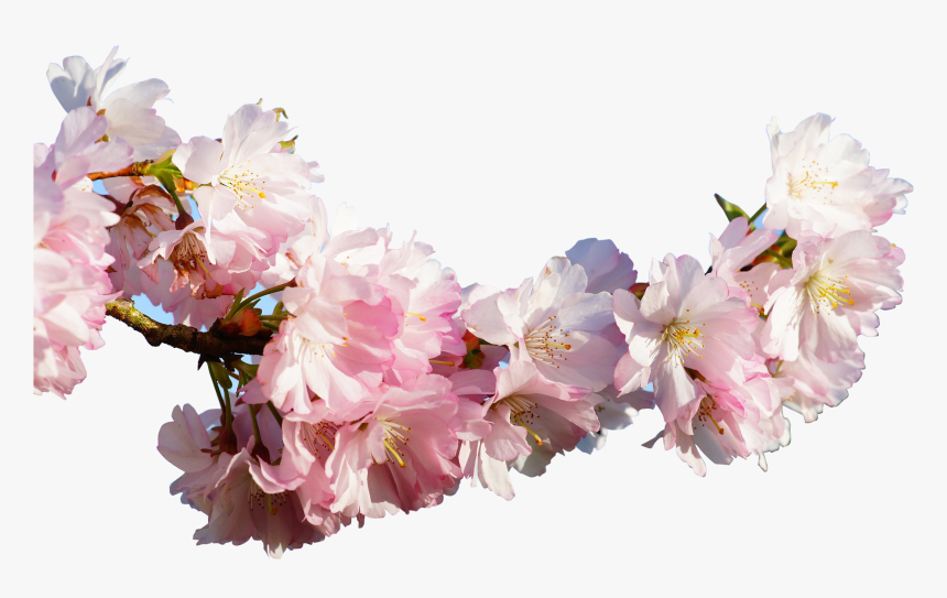 Detail Sakura Flowers Png Nomer 22