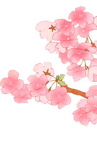 Detail Sakura Flowers Png Nomer 31