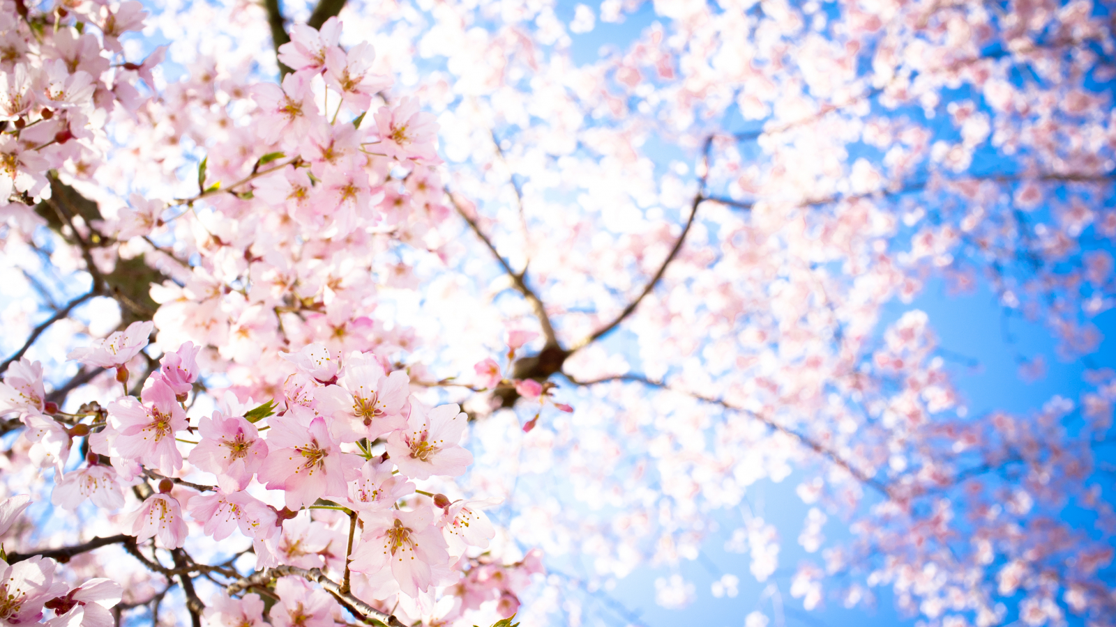 Detail Sakura Hd Wallpaper Nomer 11