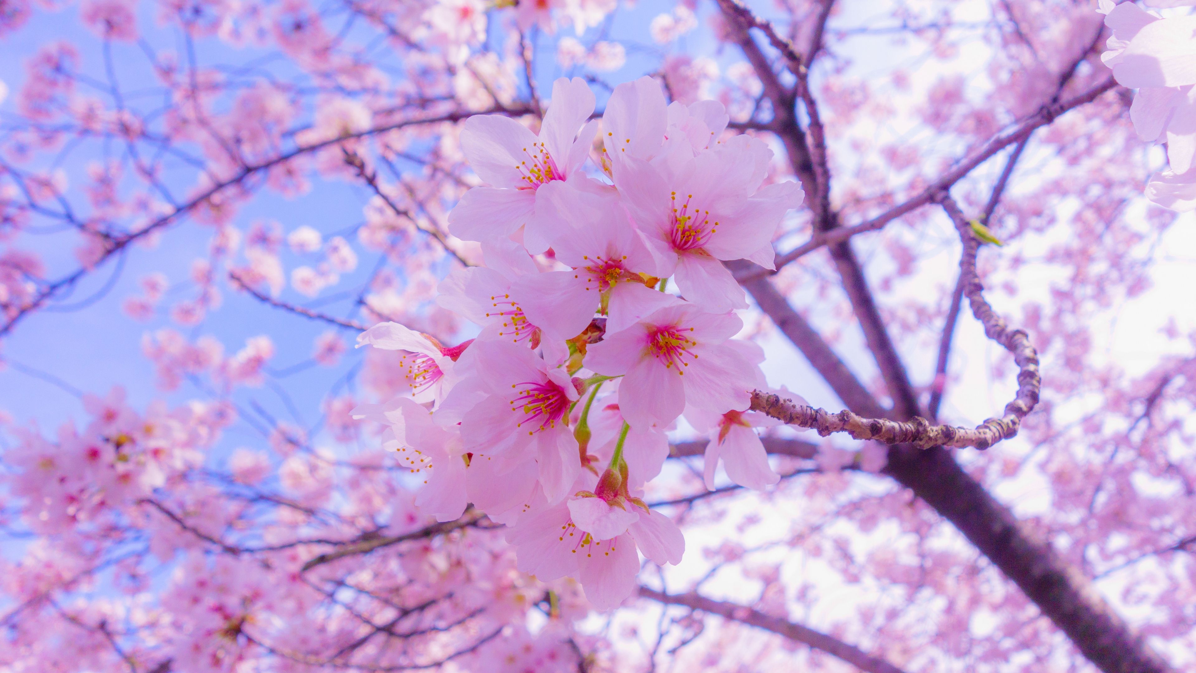 Detail Sakura Hd Wallpaper Nomer 12