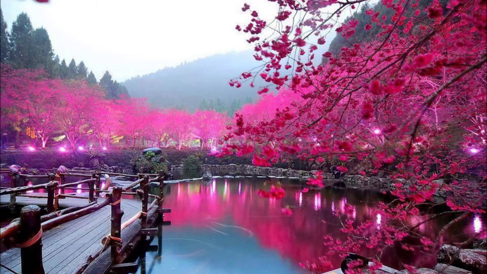 Detail Sakura Hd Wallpaper Nomer 15