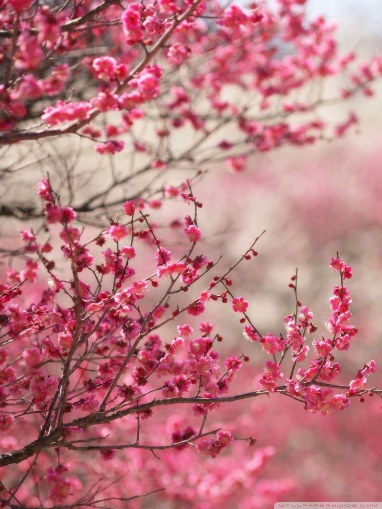 Detail Sakura Hd Wallpaper Nomer 16