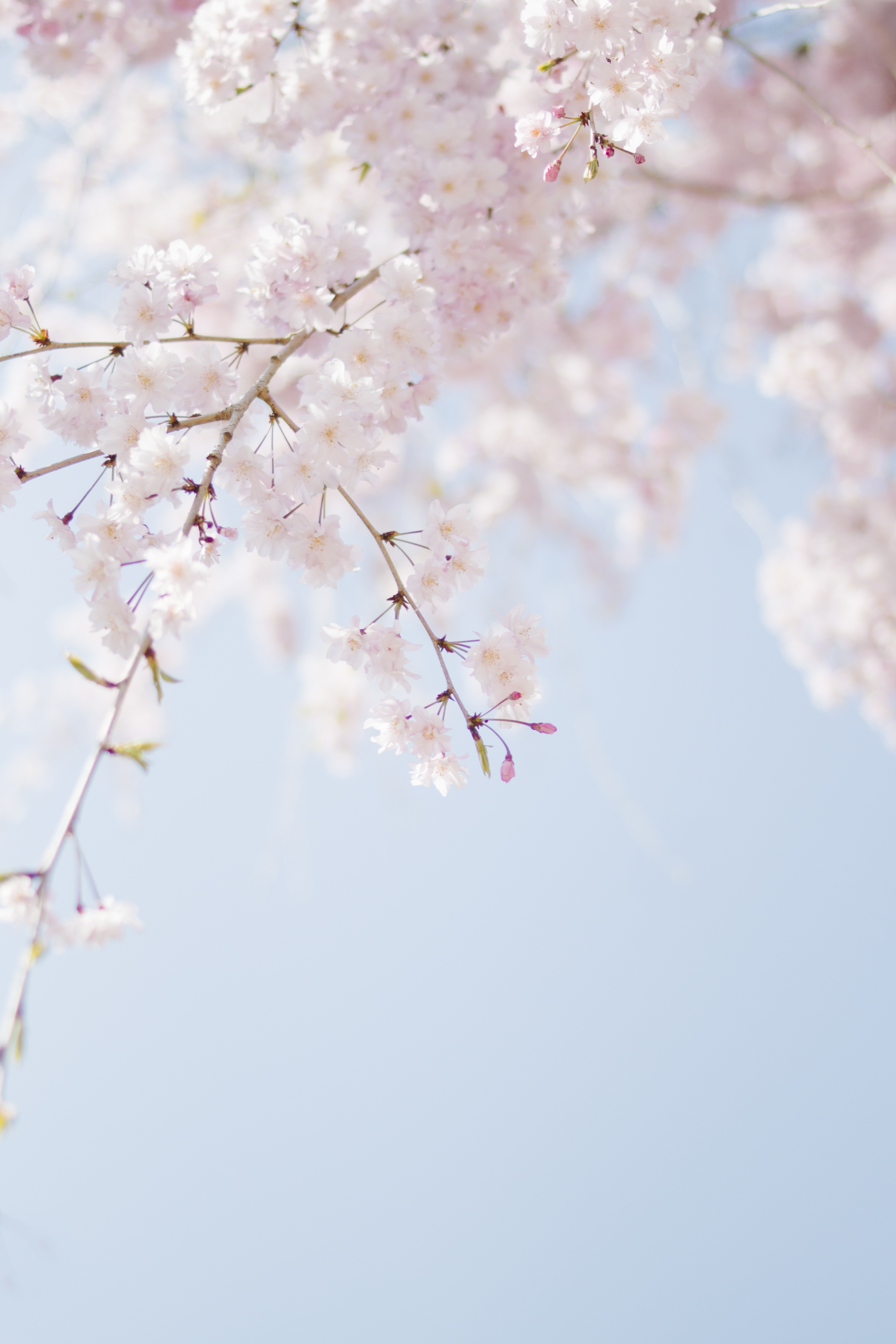 Detail Sakura Hd Wallpaper Nomer 19