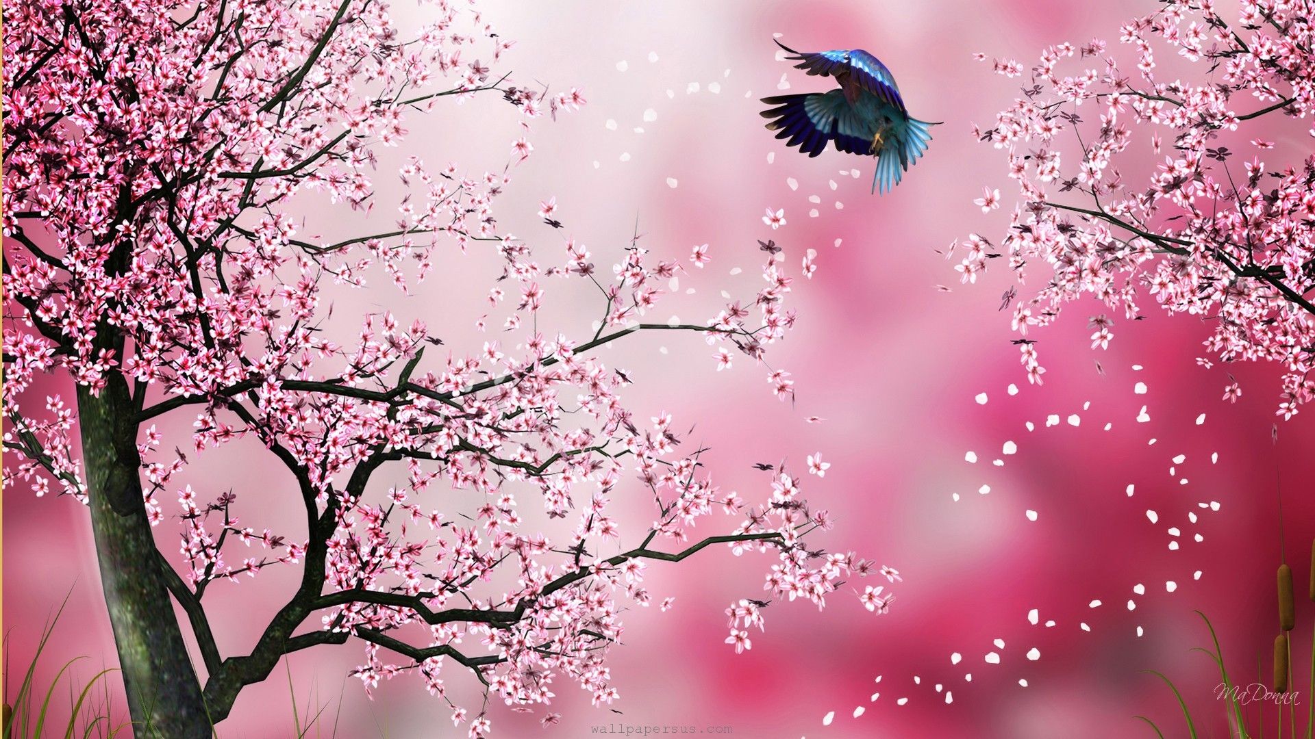 Detail Sakura Hd Wallpaper Nomer 20