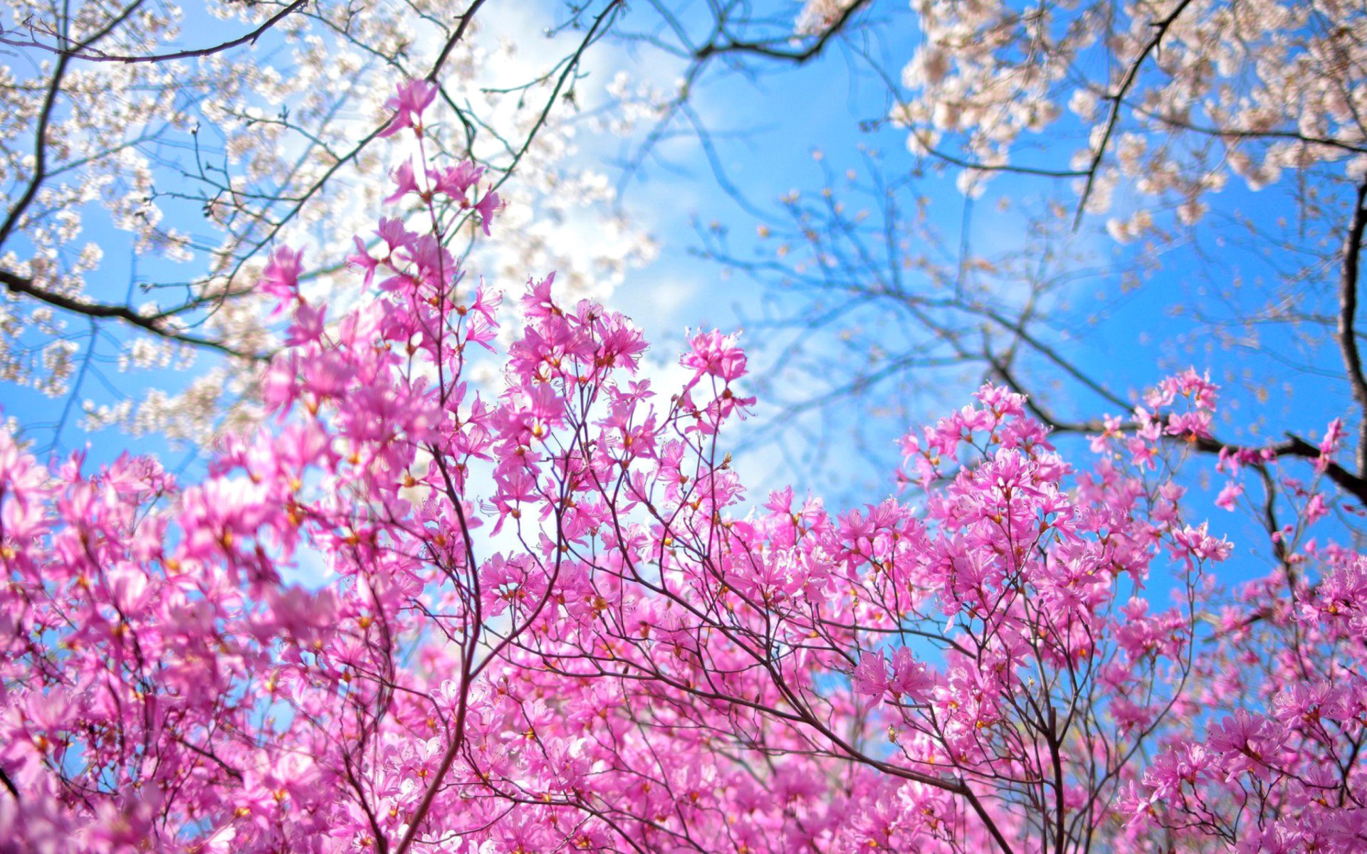 Detail Sakura Hd Wallpaper Nomer 22