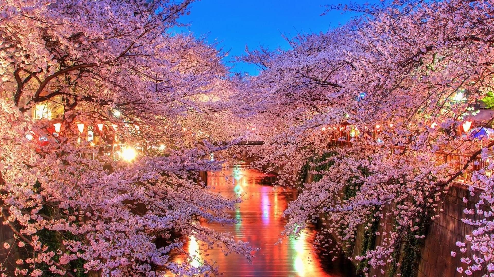 Detail Sakura Hd Wallpaper Nomer 27