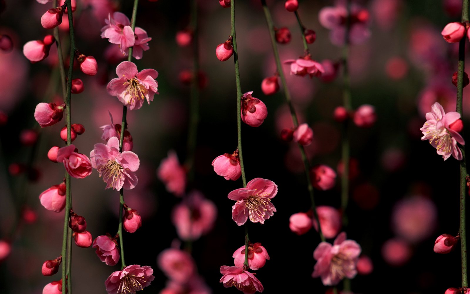 Detail Sakura Hd Wallpaper Nomer 29