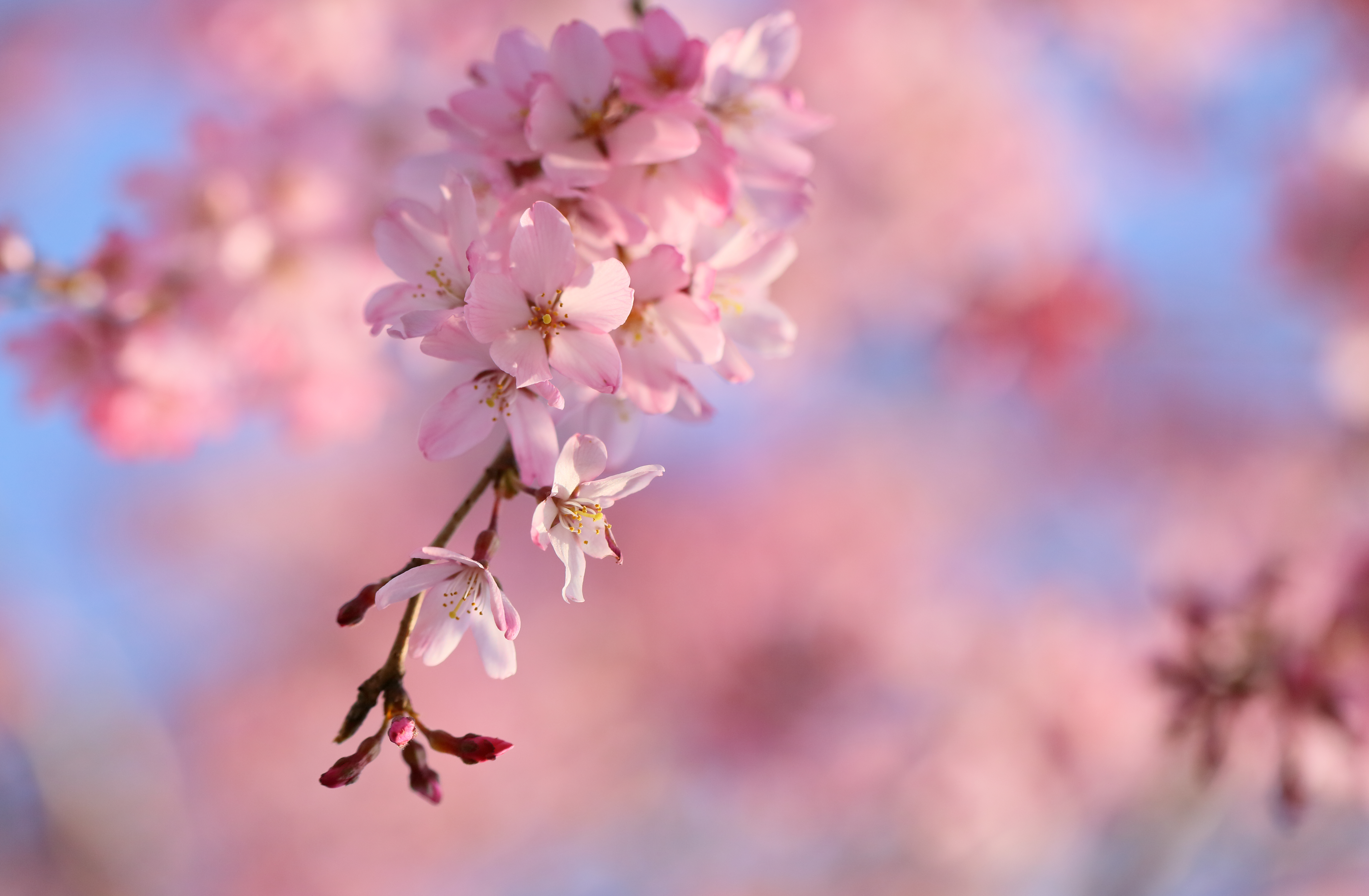 Detail Sakura Hd Wallpaper Nomer 35