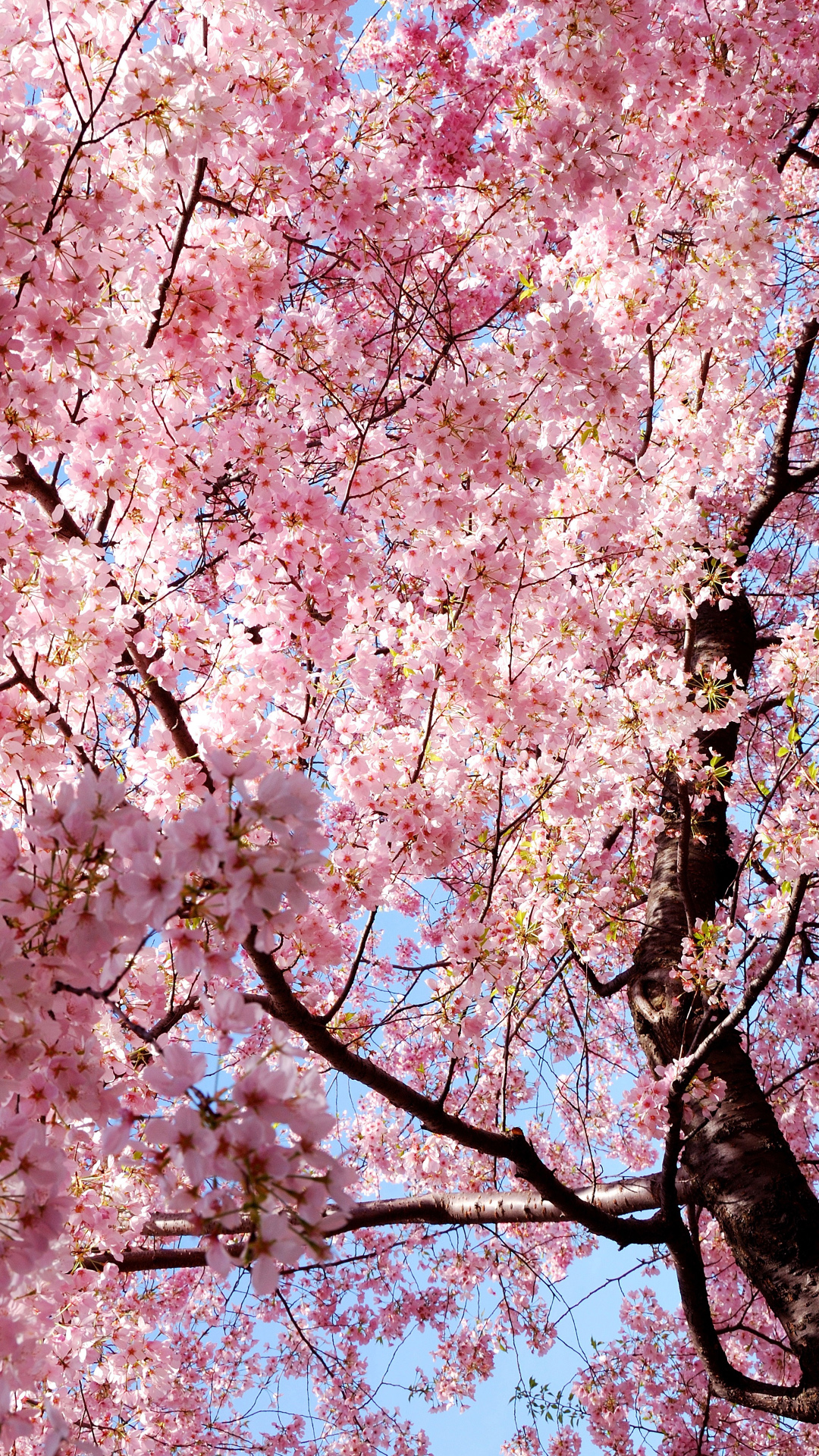 Detail Sakura Hd Wallpaper Nomer 38