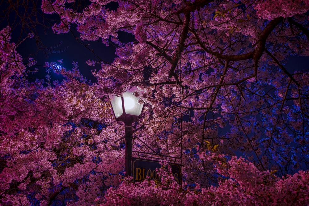 Detail Sakura Hd Wallpaper Nomer 5