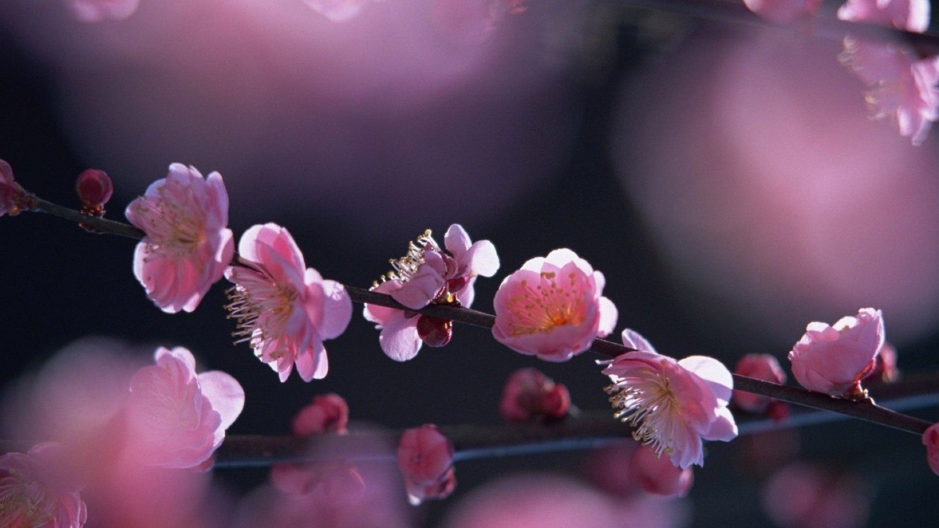 Detail Sakura Hd Wallpaper Nomer 40
