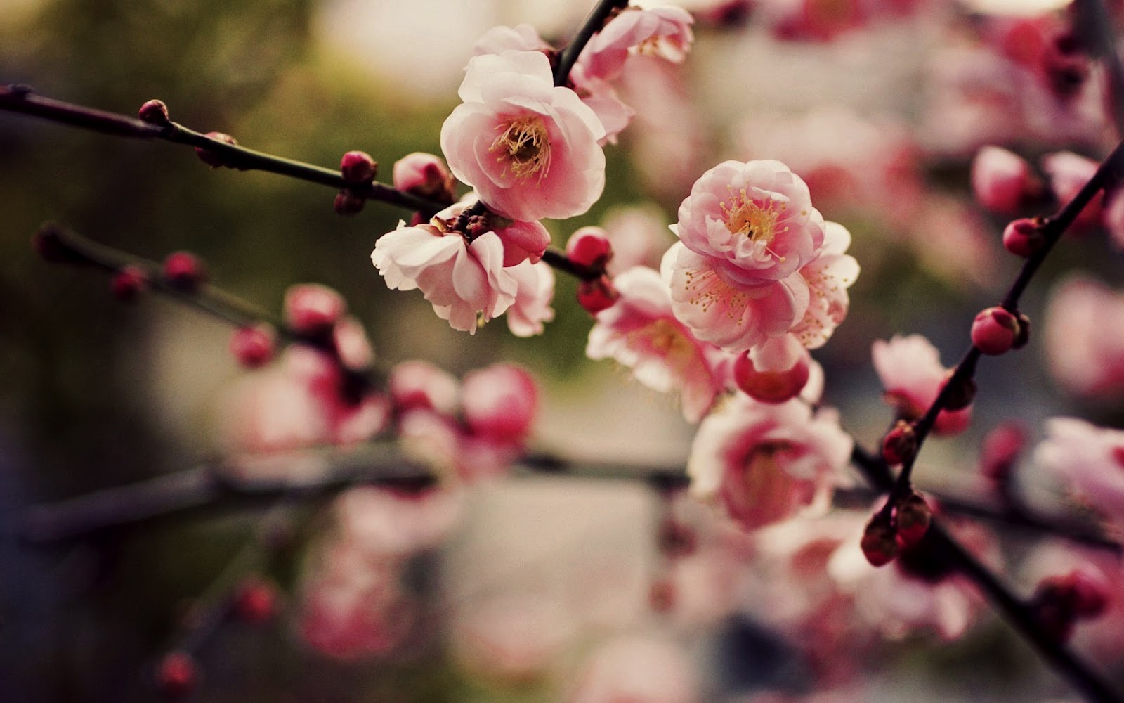 Detail Sakura Hd Wallpaper Nomer 45