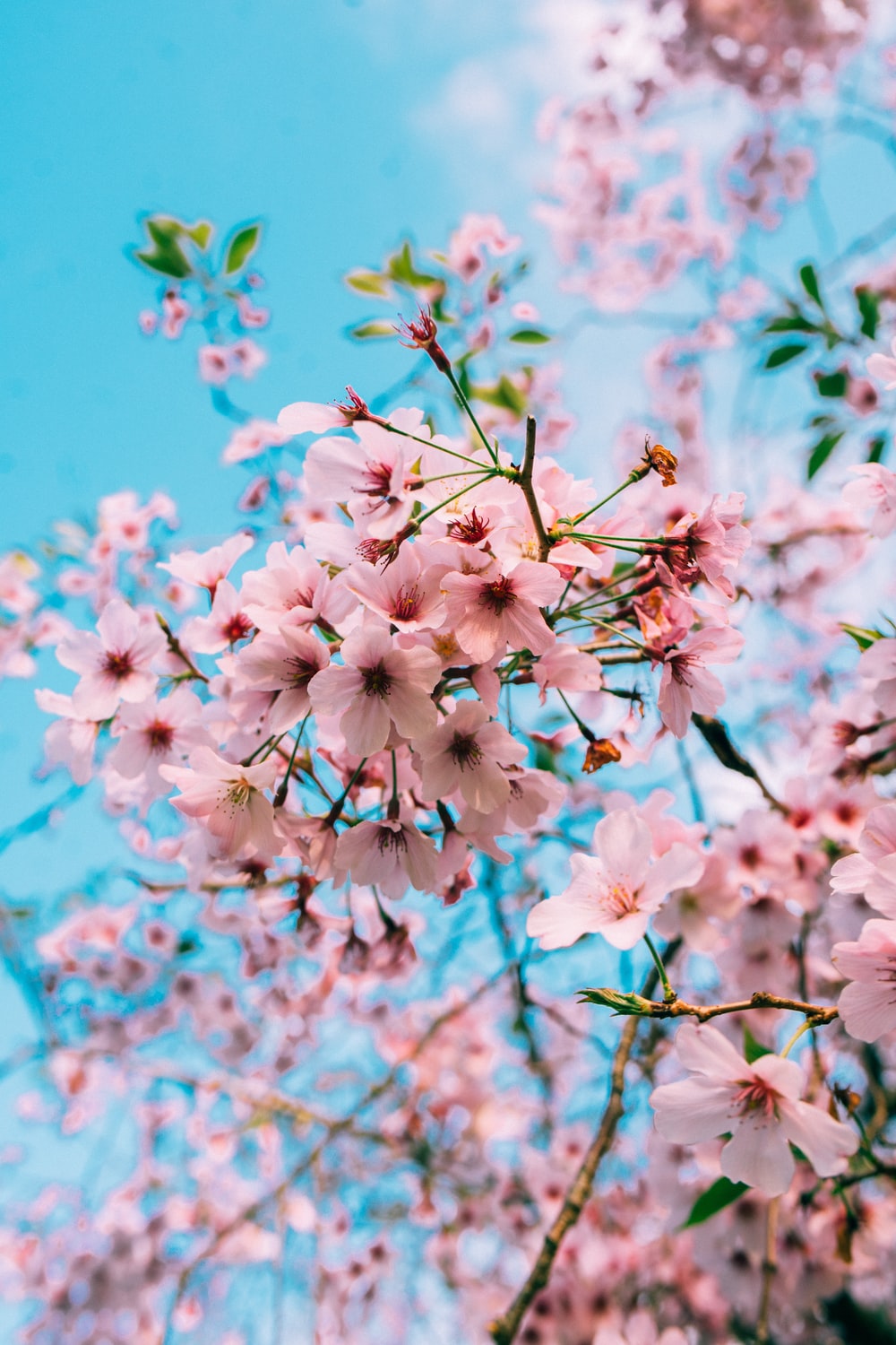 Detail Sakura Hd Wallpaper Nomer 46