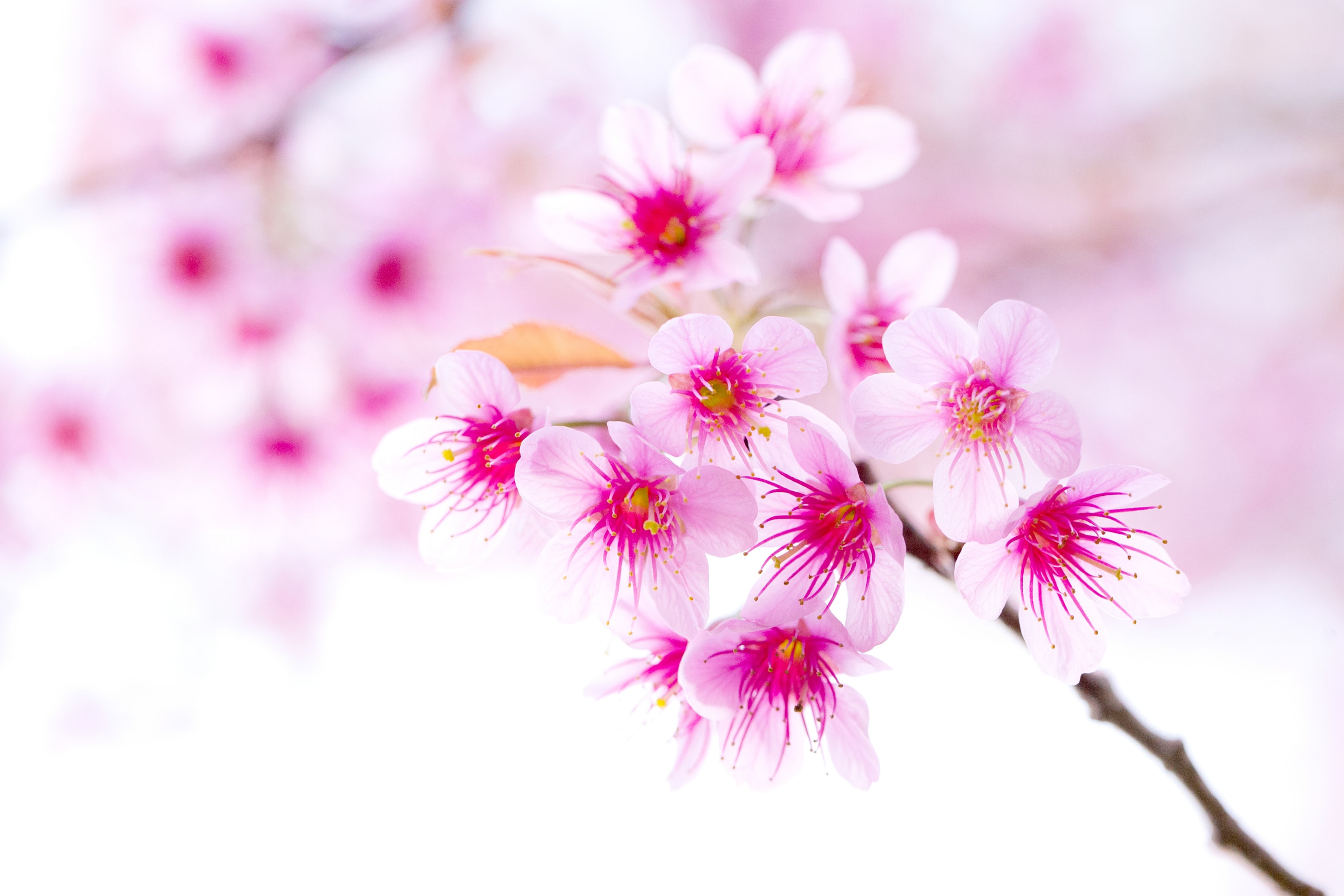 Detail Sakura Hd Wallpaper Nomer 47