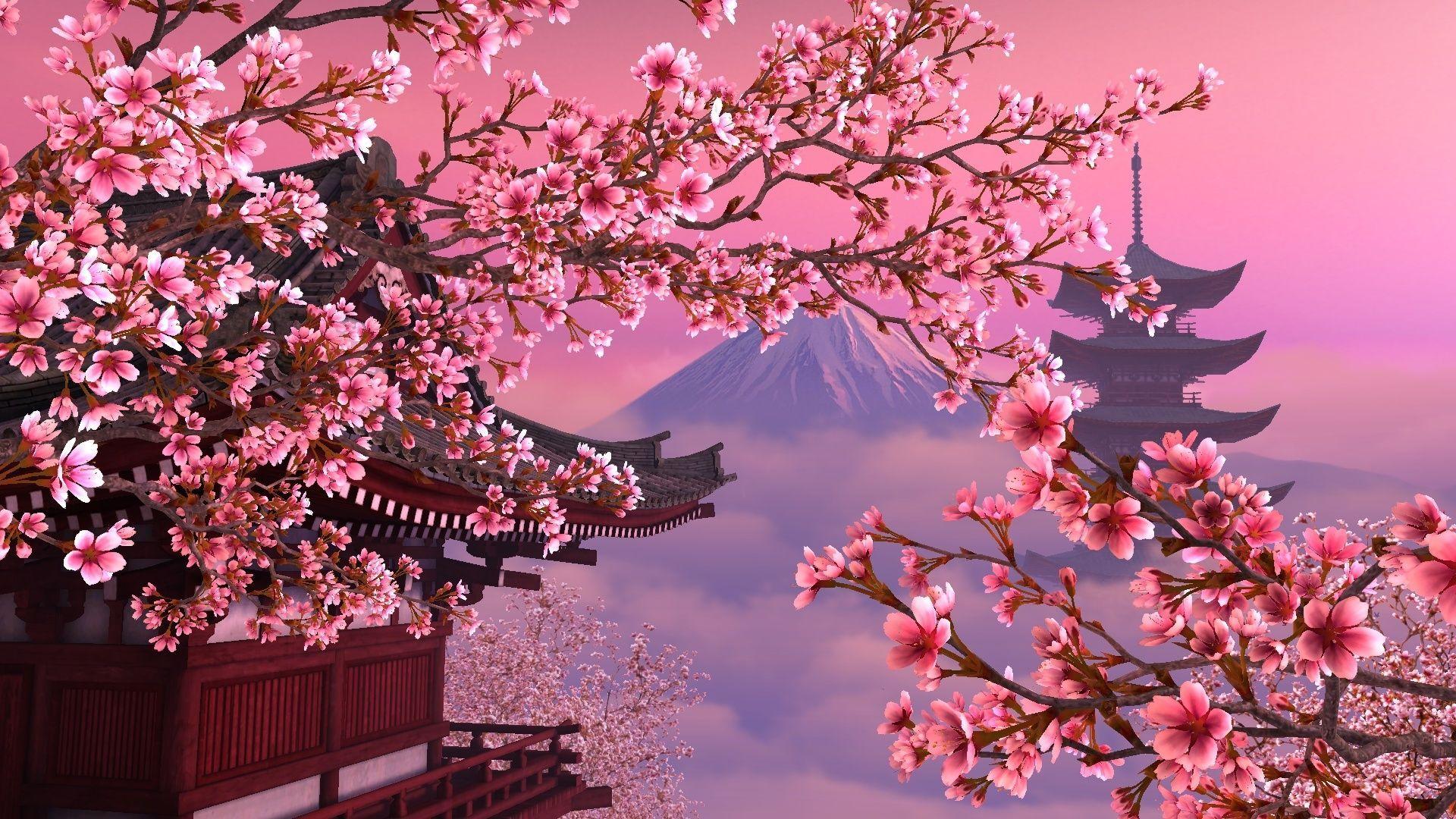 Detail Sakura Hd Wallpaper Nomer 6