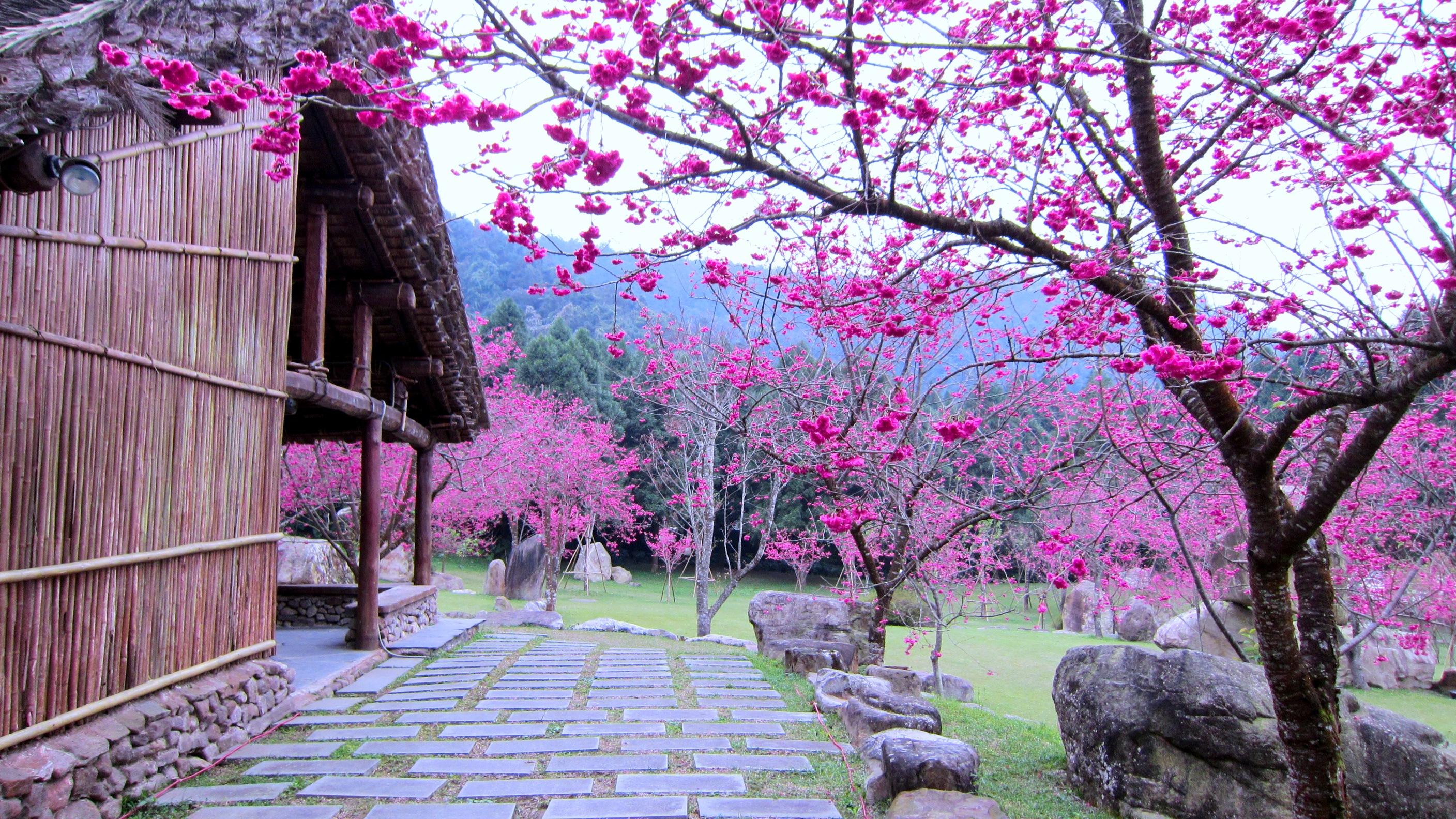 Detail Sakura Hd Wallpaper Nomer 50