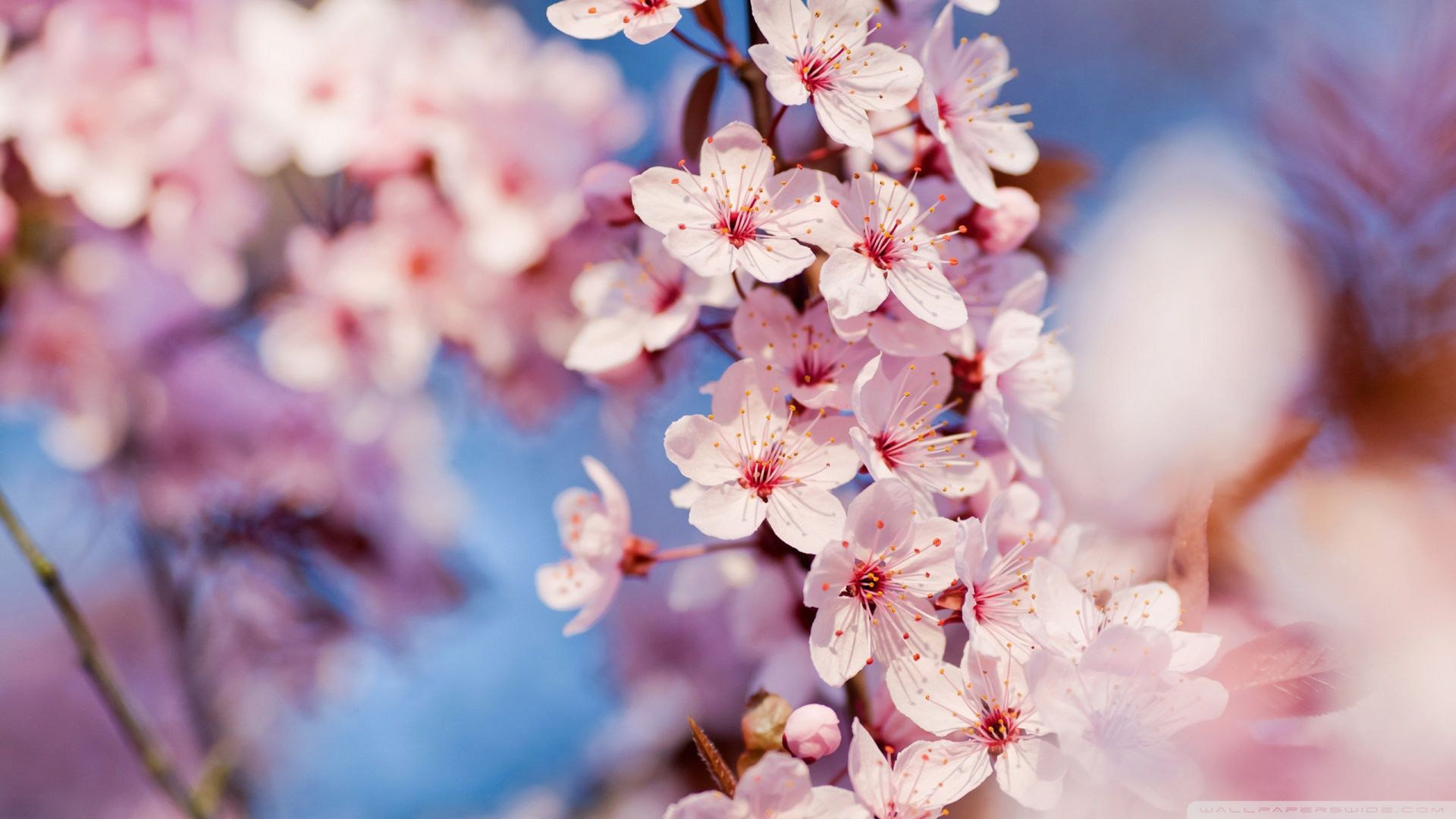 Detail Sakura Hd Wallpaper Nomer 53