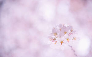 Detail Sakura Hd Wallpaper Nomer 58