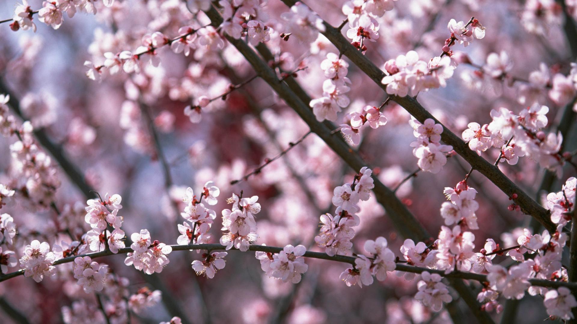 Detail Sakura Hd Wallpaper Nomer 8