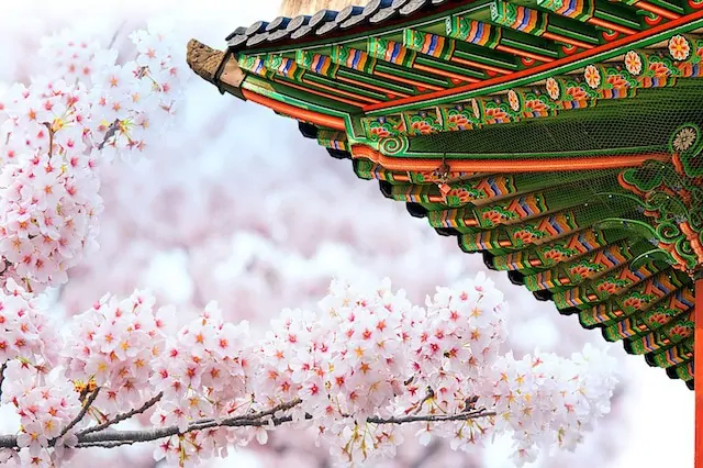 Detail Sakura Korea Nomer 34