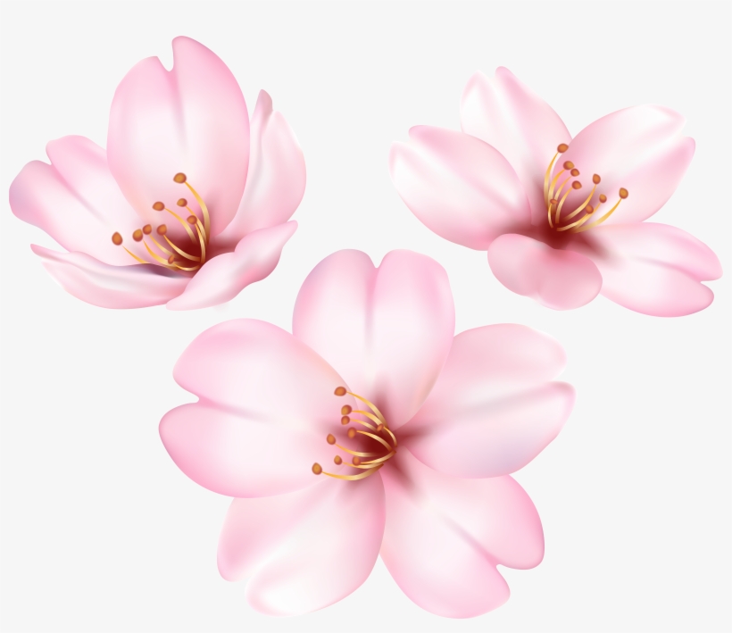 Detail Sakura Leaf Png Nomer 49